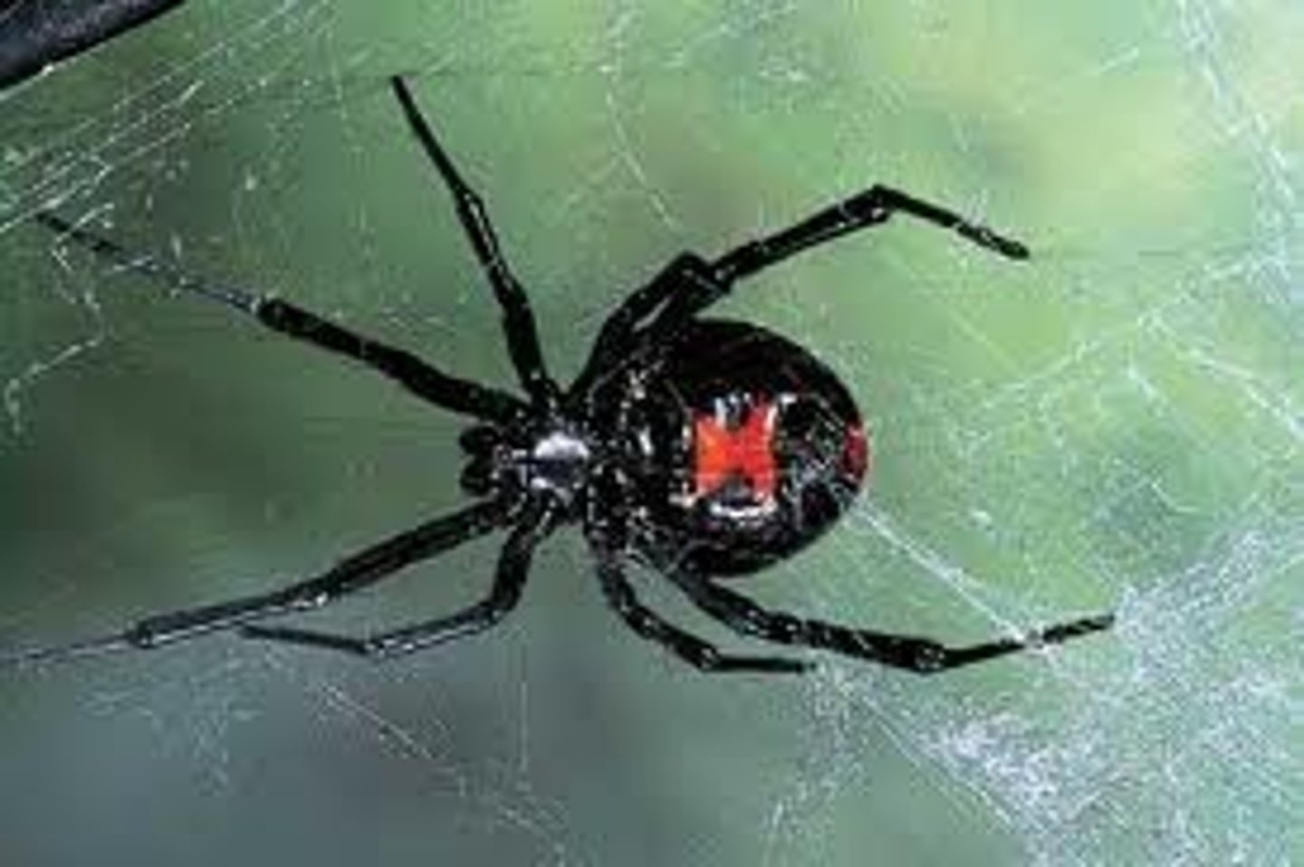 <p>-horseshoe crabs, arachnids, and pycnogonids (sea spiders)</p><p>-named for 1st pair of appendages (chelicerae) used in feeding, lack mandibles and antennae.</p><p>-second pair called pedipalps to catch prey, sensing environment or copulating.</p><p>-has two tagmata: cephalothorax, and abdomen.</p><p>-sometimes has tail-like telson</p>