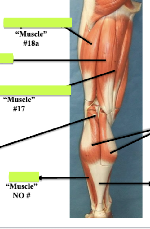 <p>Label Muscle No#</p>