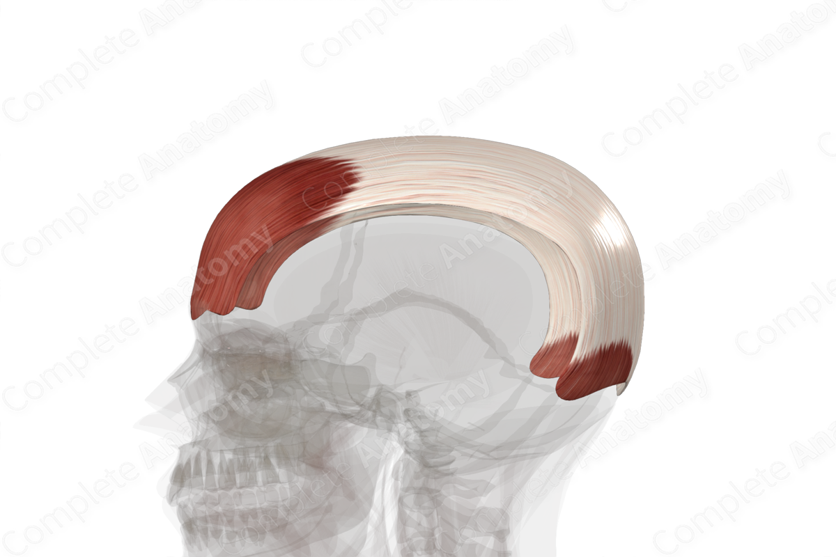 <p>AKA frontalis muscle</p><p>A muscle located in the forehead region of the human skull. It plays a crucial role in forming facial expressions, particularly those conveying surprise or shock. </p>