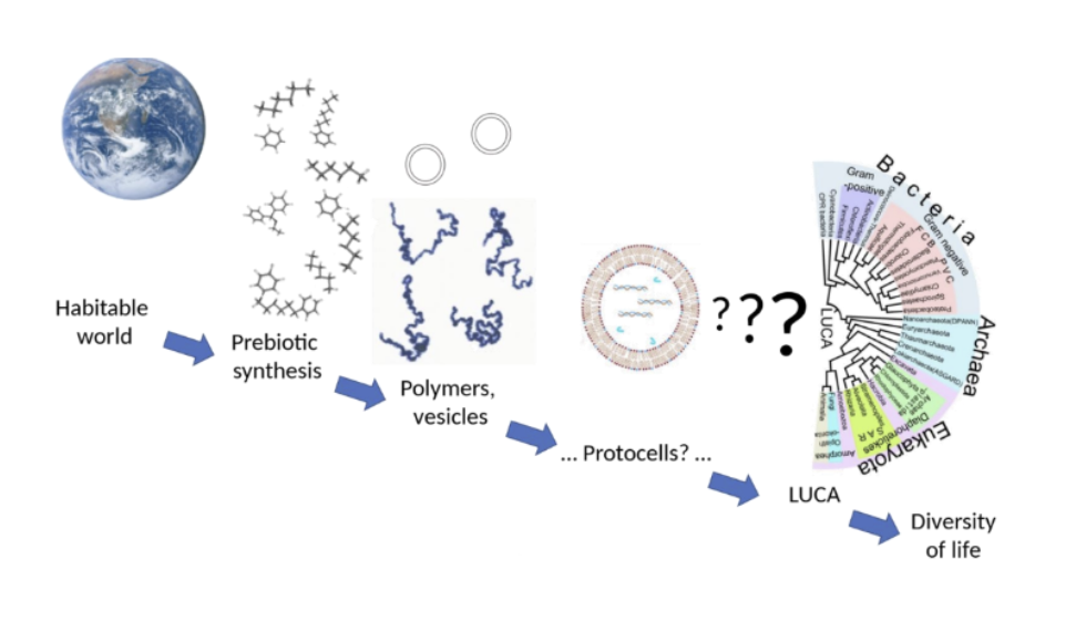 <ul><li><p>solvent</p></li><li><p>reactions</p></li><li><p>transport of substances</p></li><li><p>temperature regulator</p></li><li><p>protection (brain, spinal cord, joints)</p></li><li><p>absorption of nutrients</p></li><li><p>excretion of waste</p></li></ul><p></p>