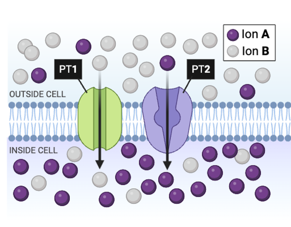 <p>rue or false? PT1 is most likely a channel protein engaged in facilitated diffusion.&nbsp;</p><ul><li><p><span>a. true</span></p></li><li><p><span>b. false</span></p></li></ul><p></p>