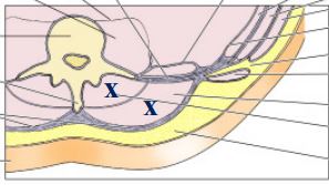 <p>muscles denoted by the x’s deep then superficial? </p>