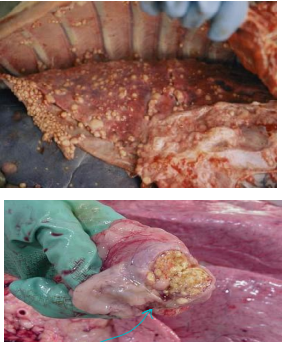 <p><span>Bovine Tuberculosis</span></p>