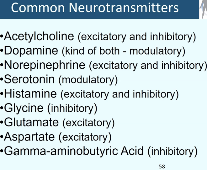 <p>Acetylcholine; dopamine; norepinephrine; serotonin; histamine; glycine; glutamate; aspartate; GABA</p>