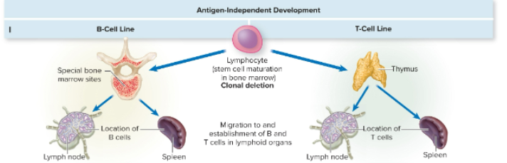 <p>B cells mature in bone marrow. T cells mature in thymus. Both are located in lymphoid organs (lymph node and spleen).</p>