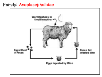 <p><strong><em>Moniezia of family anoplocephalidae.</em></strong></p><ol><li><p>worm matures in the small intestine</p></li><li><p>eggs are shed in feces</p></li><li><p>eggs are ingested by oribatid mites → oncosphere</p></li><li><p>sheep eat infected mites (body cavity)</p></li><li><p><span style="color: blue">cysticercoid </span>develops in the small intestine of ruminants </p></li></ol><p></p>