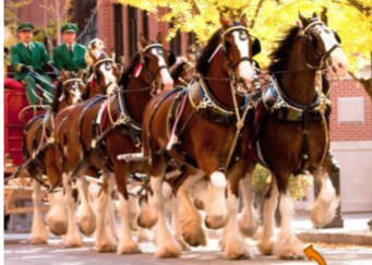 <p><span style="color: rgb(5, 4, 4);"><span>Origin: Scotland</span></span><span style="color: rgb(5, 4, 4);"><br></span><span style="color: rgb(5, 4, 4);"><span>Color: Bay, brown, bay, gray, or roan</span></span><span style="color: rgb(5, 4, 4);"><br></span><span style="color: rgb(5, 4, 4);"><span>Much white on face &amp; legs; feathers</span></span><span style="color: rgb(5, 4, 4);"><br></span><span style="color: rgb(5, 4, 4);"><span>Body: 16-19 hands</span></span><span style="color: rgb(5, 4, 4);"><br></span><span style="color: rgb(5, 4, 4);"><span>Heavy, solid, strong</span></span><span style="color: rgb(5, 4, 4);"><br></span><span style="color: rgb(5, 4, 4);"><span>Traits: Calm temperament</span></span><span style="color: rgb(5, 4, 4);"><br></span><span style="color: rgb(5, 4, 4);"><span>Purpose: Work; Pull loads</span></span></p>