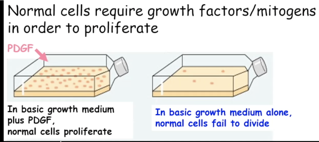 <p>In basic growth medium plus PDGF (growth factor), normal cells proliferate. In a growth medium alone, cells fail to divide</p><ul><li><p>Some cancer cells can be grown in basic growth media alone</p></li></ul><p></p>