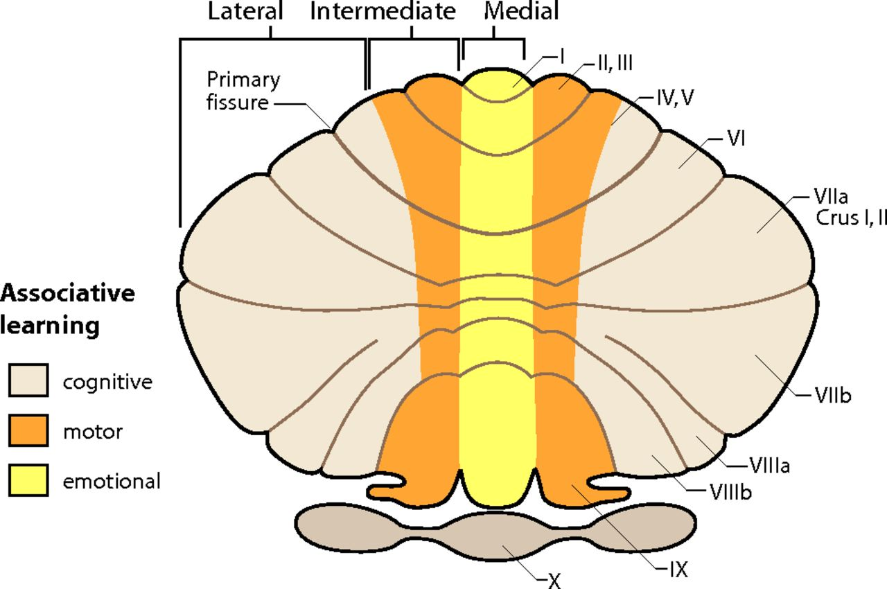 <p>central vermis (connects cerbellum on two hemipsheres)</p><p>intermediate zone</p><p>lateral zone</p>