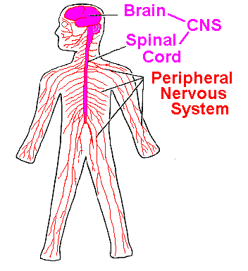 <p>The body system of specialized cells that carry electrical messages throughout the body</p>