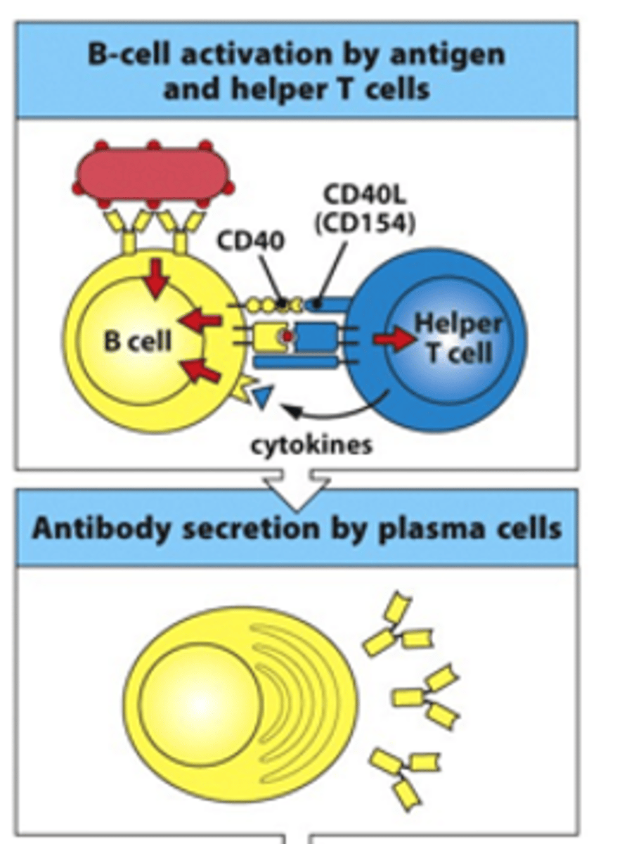 <p>- B cell binds to T helper cell via MHCII:peptide complex binding to TCR</p><p>- This binding is stabilised by interaction of CD40R on the B cell and CD40L on the T cell</p><p>- T helper cell helps activate B cell by releasing cytokines</p><p>- B cell becomes activated and becomes an antibody-secreting plasma cell</p>