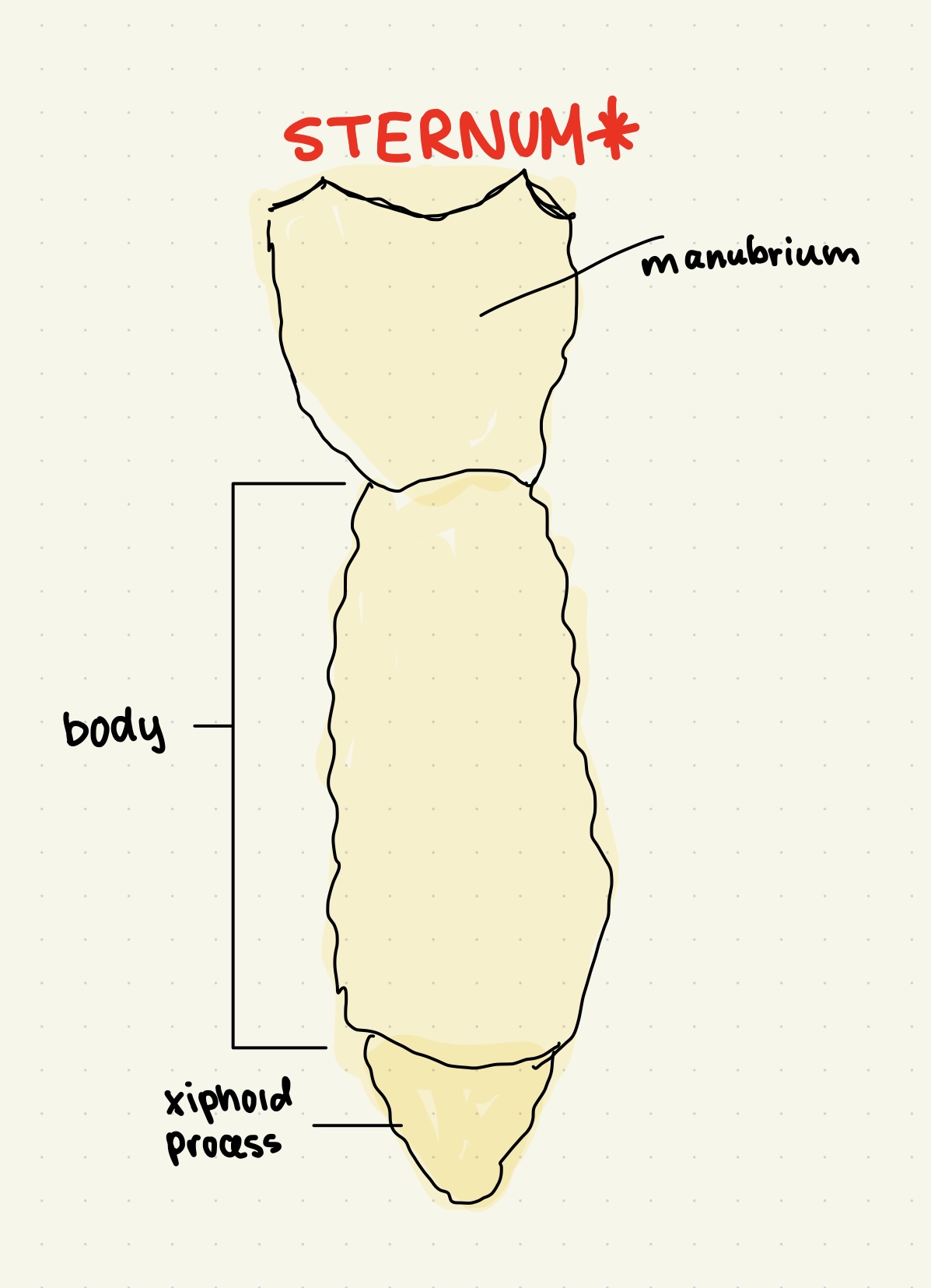 <p>What do the <mark data-color="yellow"><u>manubrium, body, and xiphoid process</u></mark> make up?</p>