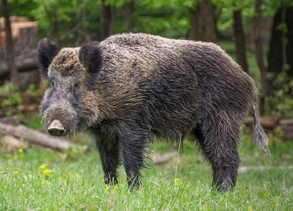 <p>Wild Boar</p>