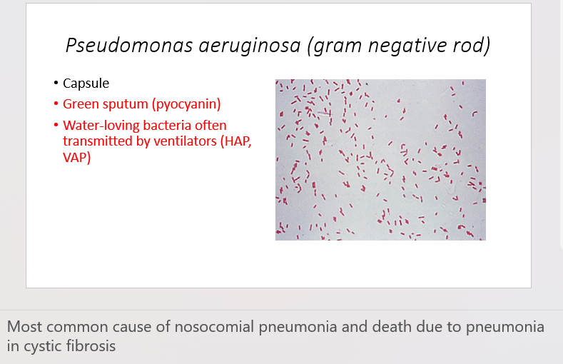 <ul><li><p><strong>Characteristics:</strong> Pseudomonas aeruginosa possesses a capsule.</p></li><li><p><strong>Clinical Features:</strong> Infections with P. aeruginosa are often associated with the production of green sputum due to the presence of pyocyanin.</p></li><li><p><strong>Transmission:</strong> This water-loving bacterium is frequently transmitted through ventilators, contributing to Hospital-Acquired Pneumonia (HAP) and Ventilator-Associated Pneumonia (VAP).</p></li></ul>