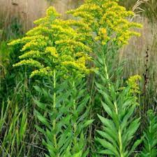 Canadian Goldenrod