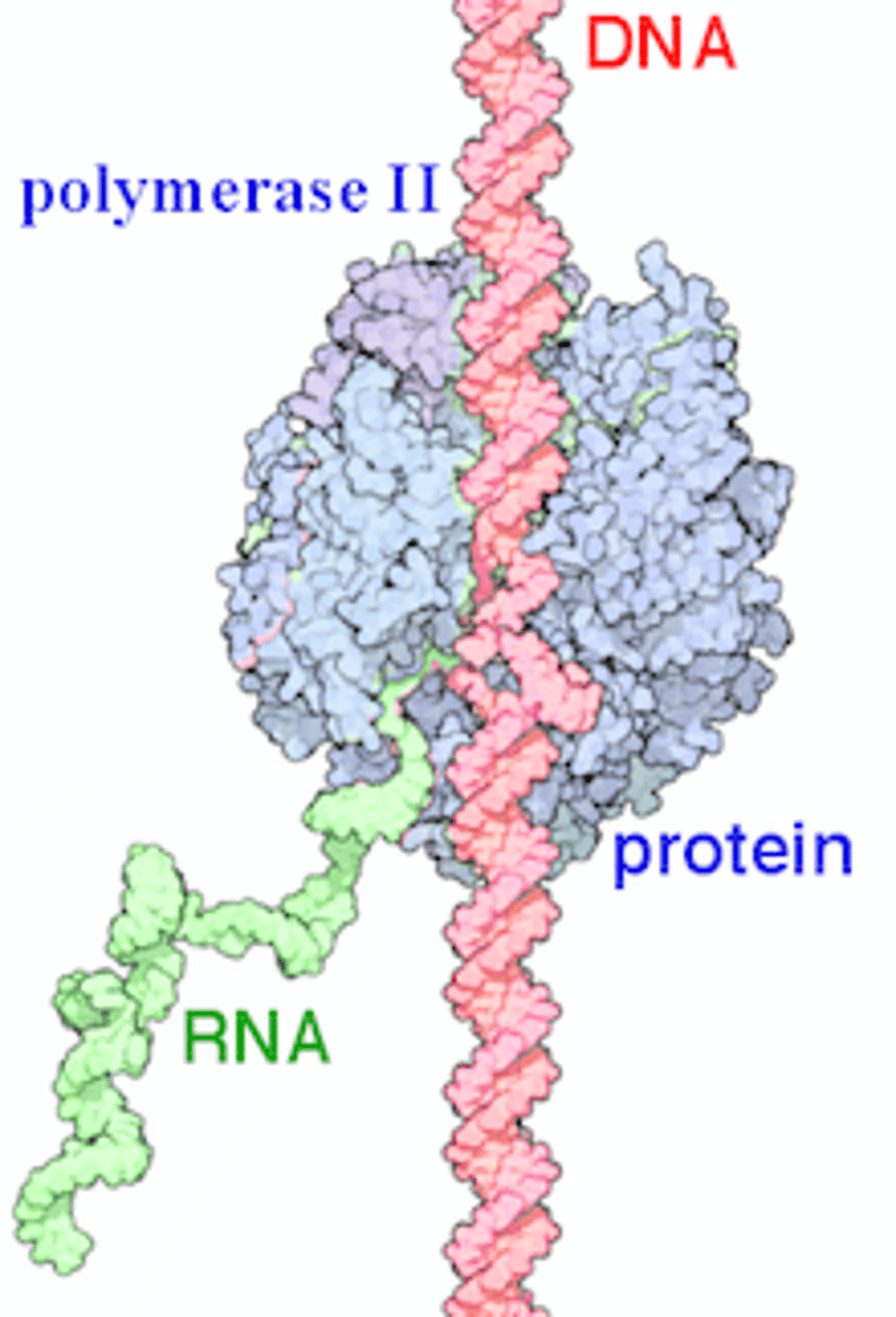 <p>the eukaryotic RNA polymerase that does transcription (hnRNA) &amp; small nuclear RNA (snRNA)</p>