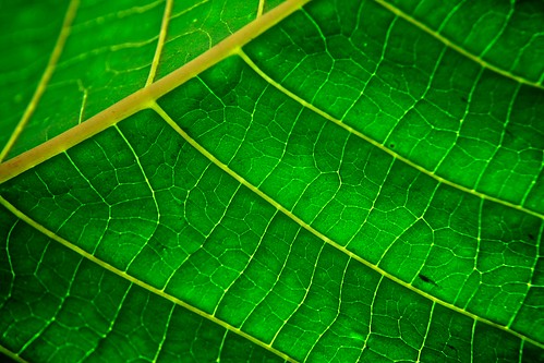 green pigments in thylakoids that absorb light energy used to carry out photosynthesis