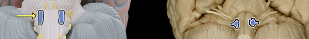 <p>Location:</p><ul><li><p>Posterior cranial fossa</p></li><li><p>Neck</p></li><li><p>Oral cavity</p></li></ul><p>Composition:</p><ul><li><p>Motor</p></li></ul><p>Motor:</p><ul><li><p>Genioglossus</p></li><li><p>Hyoglossus</p></li><li><p>Styloglossus</p></li><li><p>Intrinsic muscles of tongue</p></li></ul><p>CNS connection:</p><ul><li><p>Medulla oblongata (nucleus of hypoglossal nerve)</p></li></ul><p>Cranial foramina:</p><ul><li><p>Hypoglossal canal</p></li></ul><p>Comment:</p><ul><li><p>Hypoglossal nerve innervates all tongue muscles <em>except</em> palatoglossus (vagus nerve)</p></li><li><p>Intrinsic tongue muscles originate and insert within tongue</p></li><li><p>Hypoglossal nerve also known as CN XII</p></li></ul><p></p>