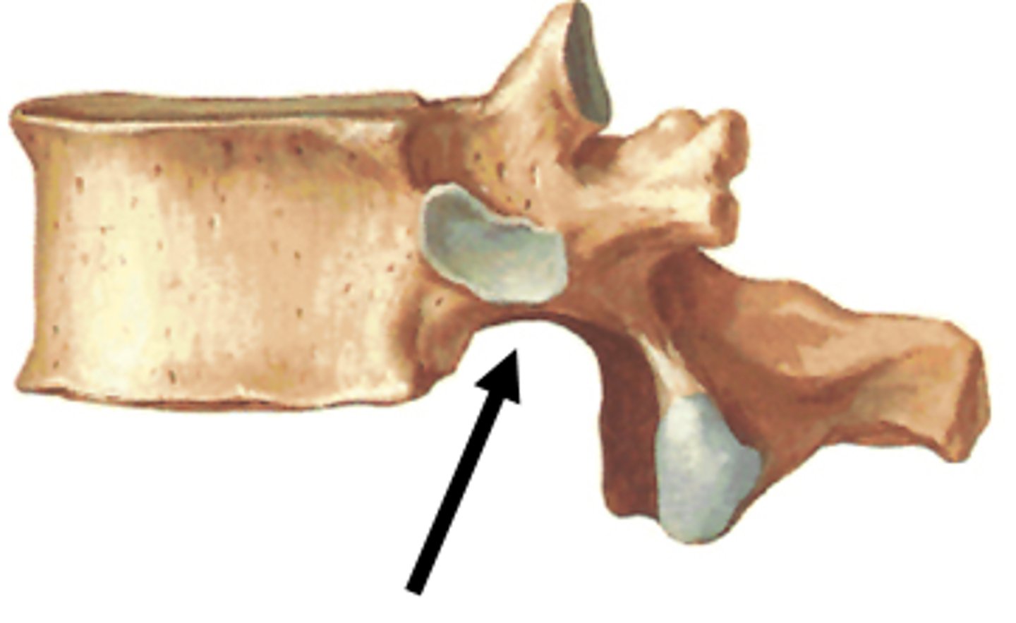 <p>between vertebrae this forms the intervertebral foramen</p>