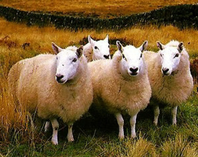 <p>white faced with black nose and feet. erect ears and no wool on legs.</p>