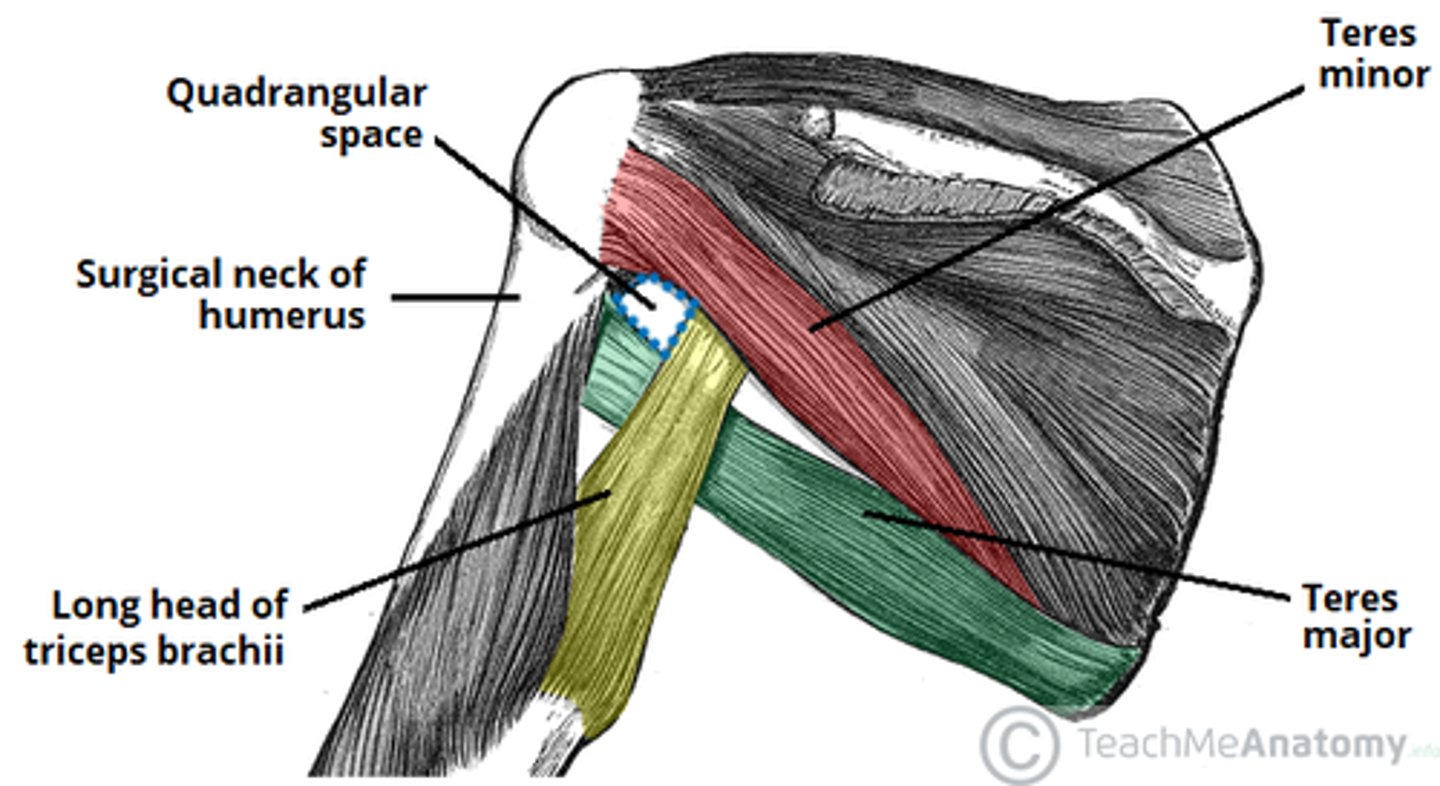 <p>long head triceps<br>teres minor<br>humerus</p>