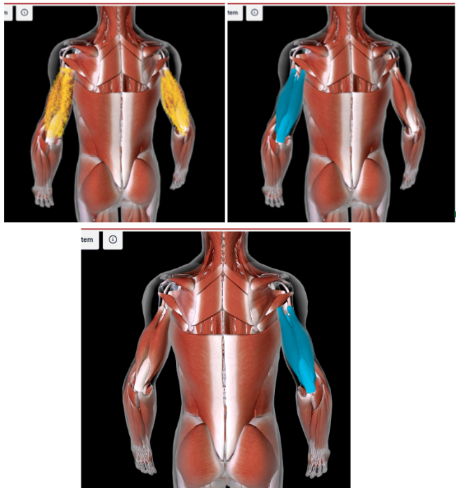 <p>Function: <strong>EXTEND FOREARM AT ELBOW </strong></p><p>Origin: I<strong>NFRAGLENOID TUBERCLE</strong> of scapula </p><p>Insertion: <strong>OLECRANON PROCESS of ULNA </strong></p>