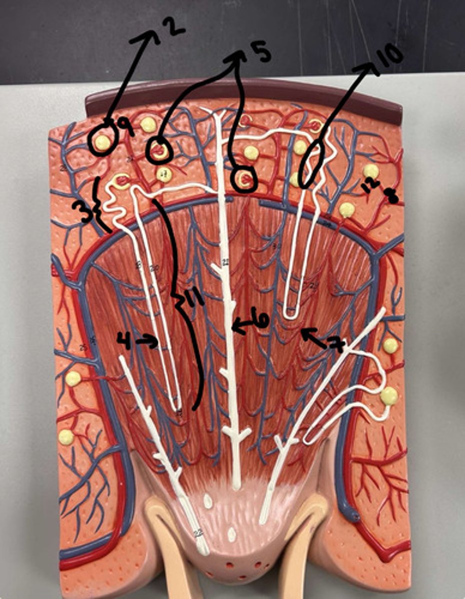 <p>efferent arteriole</p>