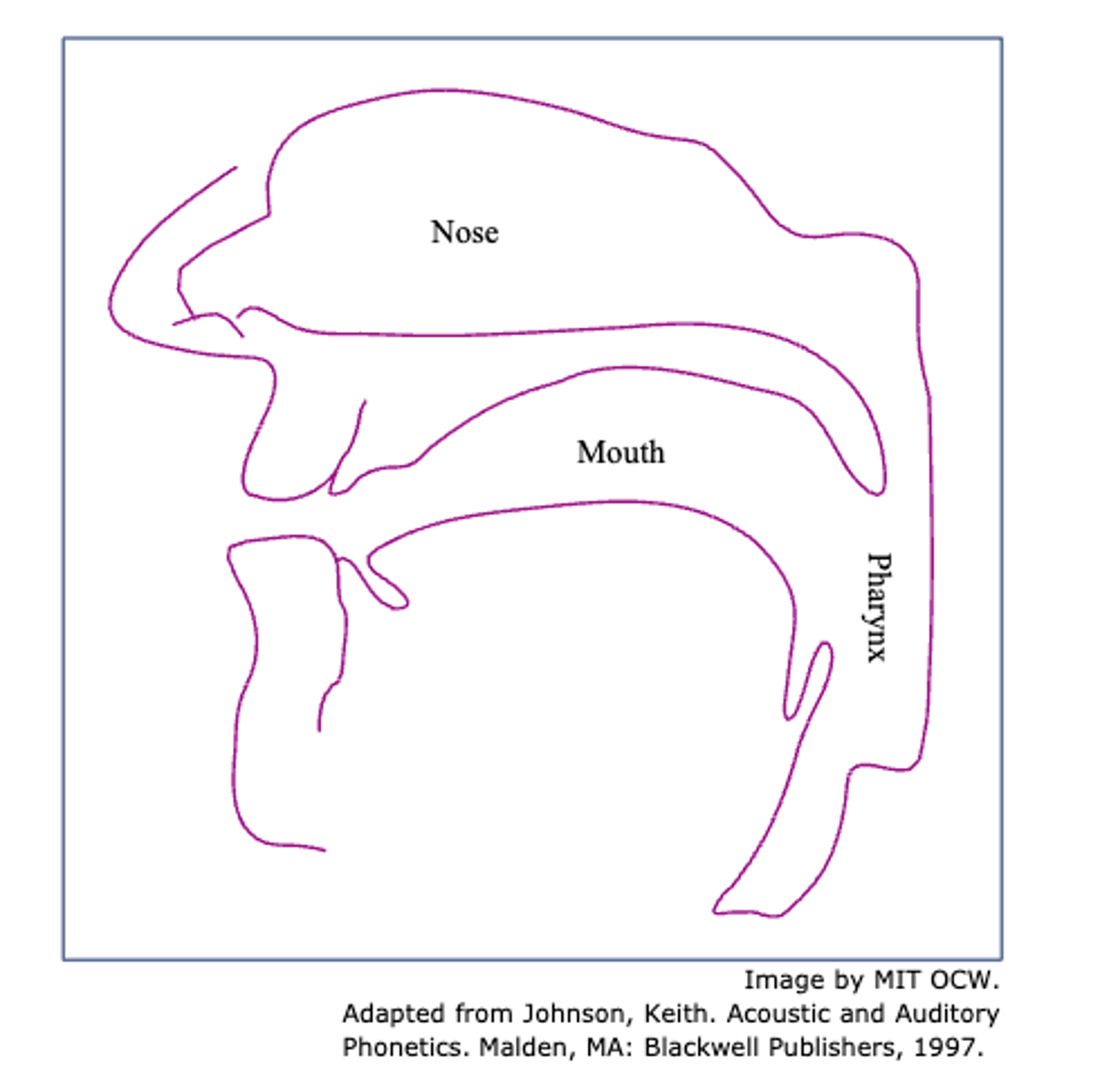 <p>a complex vocal tract configuration</p>