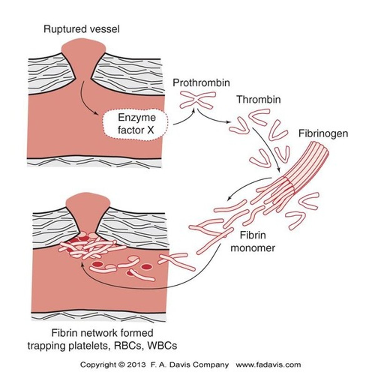 <p>The size of the original fibrin clot decreases.</p>