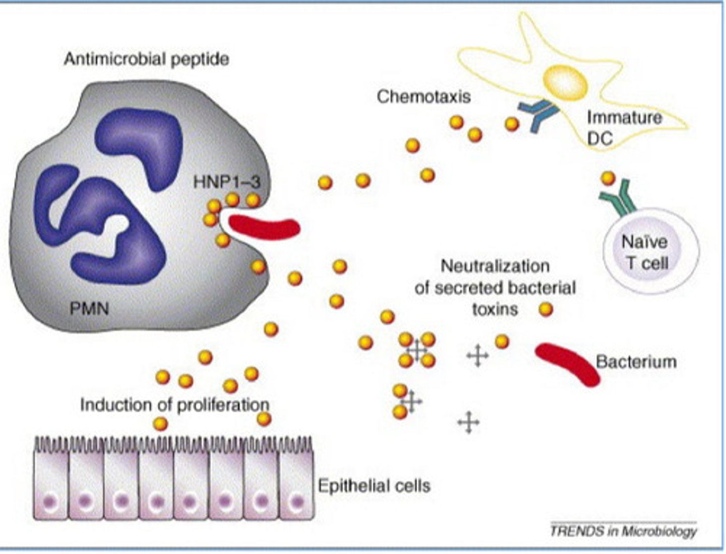 <p>-Neutralize defensins</p><p>-destroys cathelicidins</p><p>-defensin activity</p>