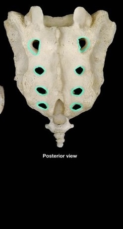 <p>four pairs of openings on the posterior (back) side</p>