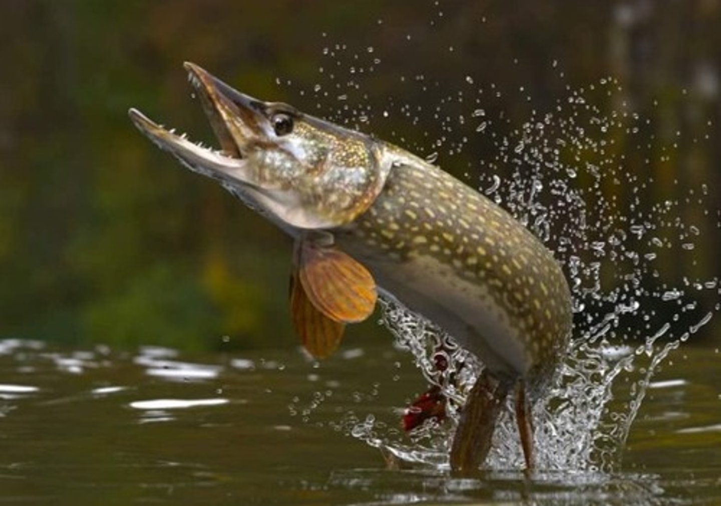 <p>Ambush predators, consume prey nearly their own size, including other pike. (when resources are limited)</p>