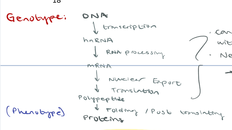 <p>After transcription</p><p>mRNA created from hnRNA so it can be <u>fully functional </u>(mature)</p><p>Caps and tails are added</p><p>Introns removed in splicing and exons stitched in</p>
