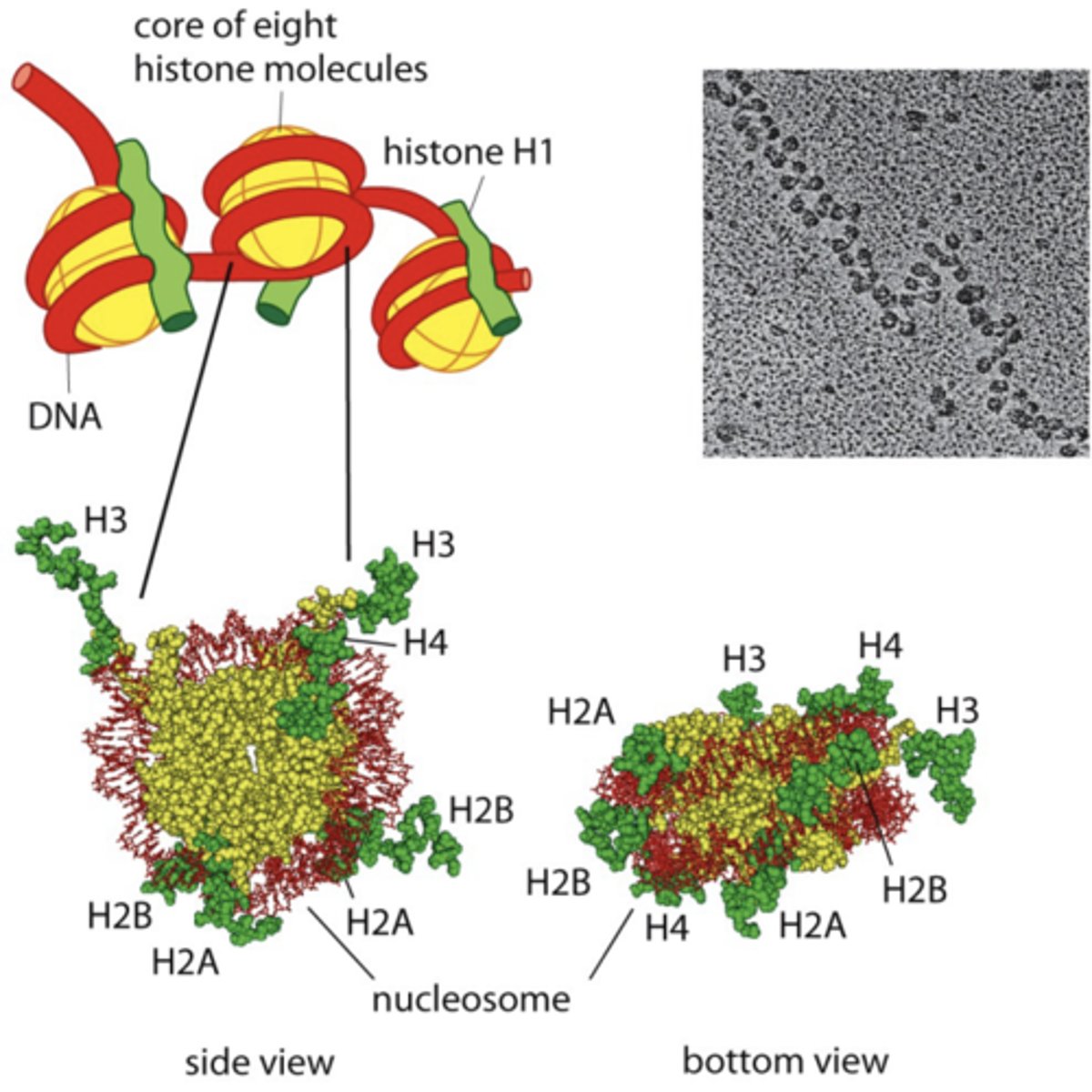 <p>histones: positively charged octamer of proteins which (-) DNA wraps around --> packs DNA</p>