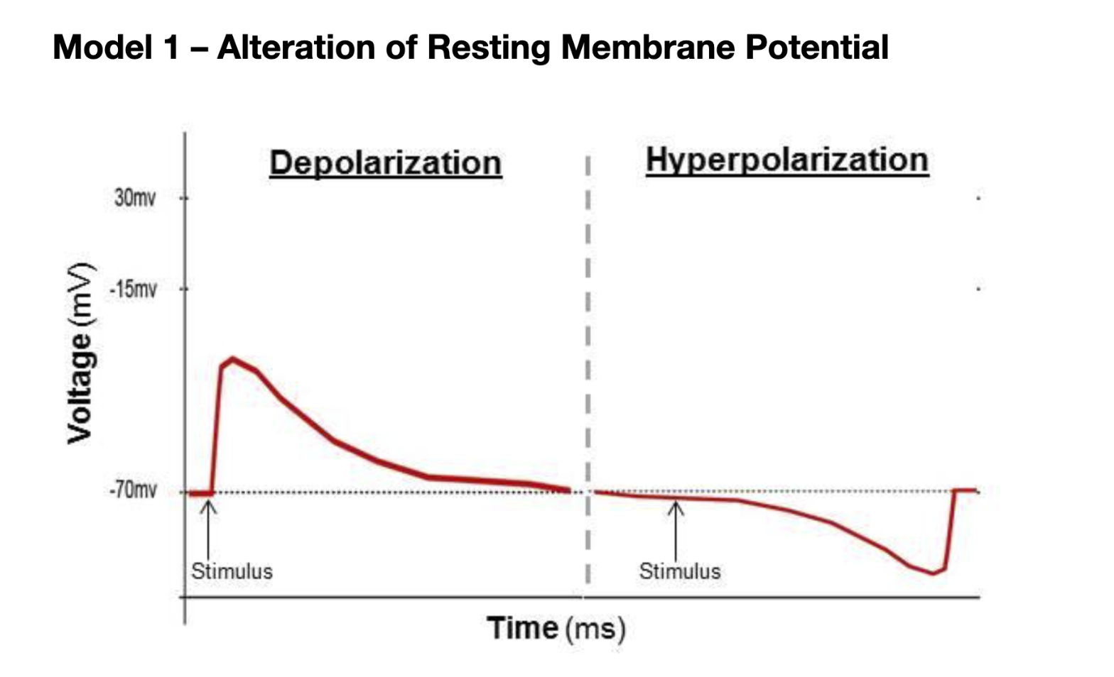 <p><span style="font-family: &quot;Helvetica Neue&quot;, sans-serif">Depolarization</span></p>