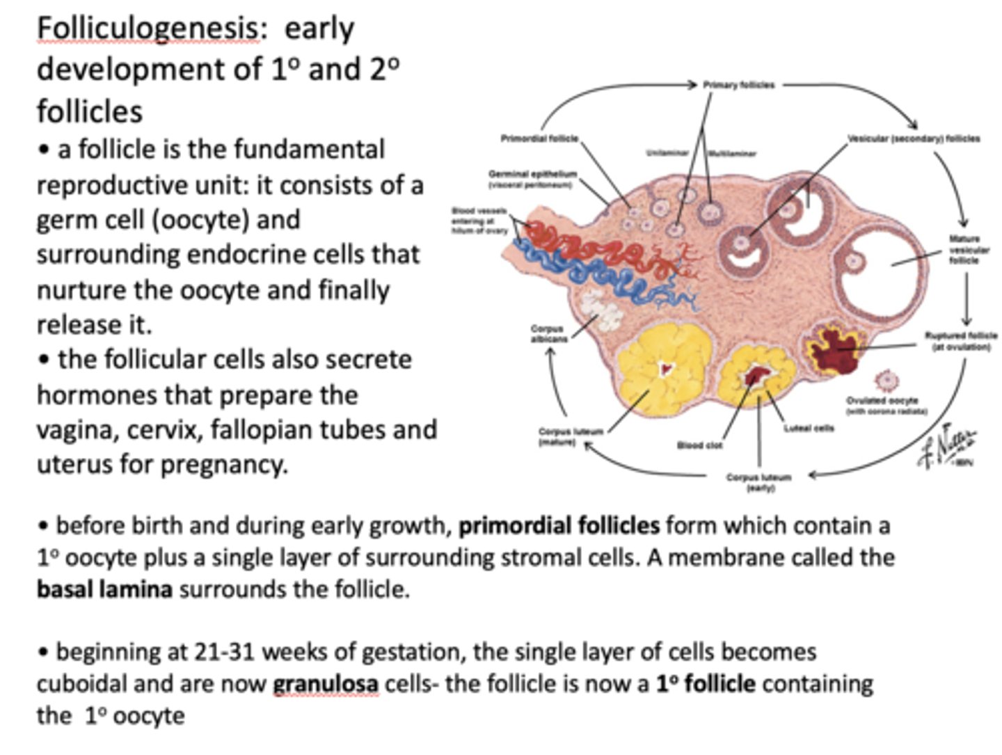 <p>Follicular cells</p>