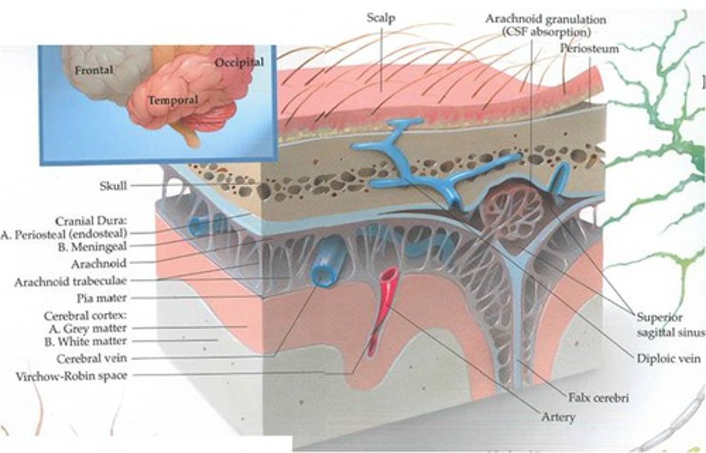 <p>Protect the brain.</p><p>Pia</p><p>Arachnoid</p><p>Dura</p>