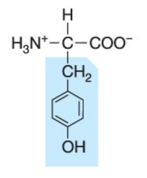 <p>Polar (uncharged), hydrophilic</p>