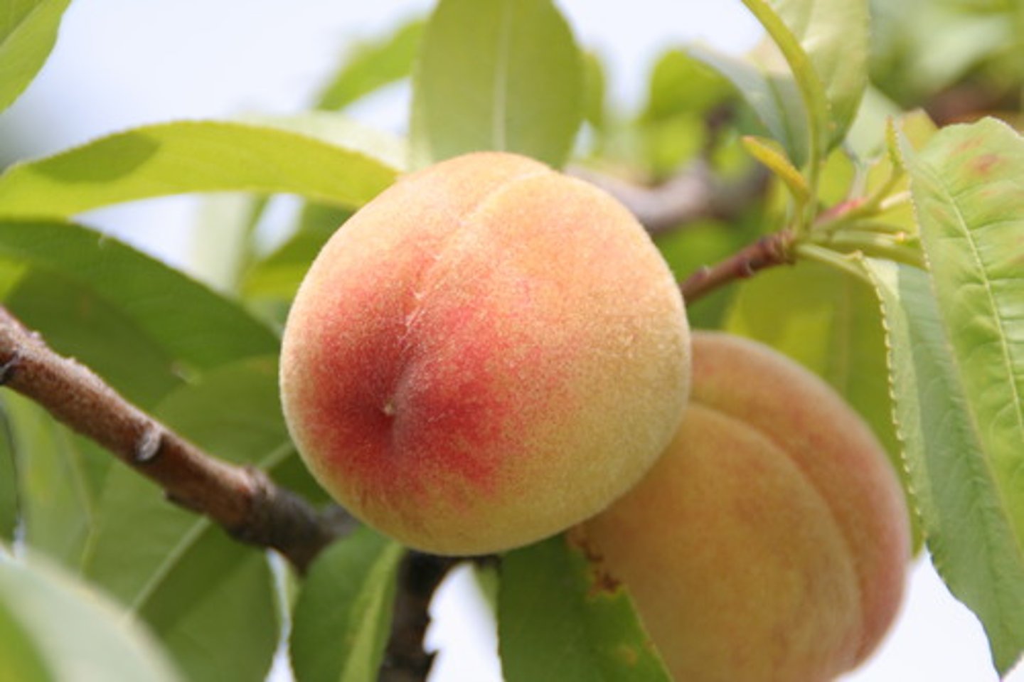 <p>peach</p>