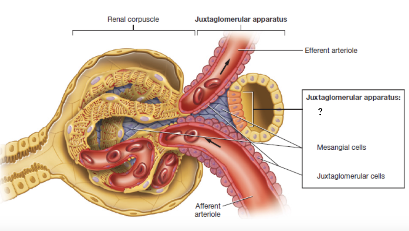 <p>tall, tightly packed sensory cells located where the ascending limb of the nephron loop meets the distal convoluted tubule </p><ul><li><p>function to monitor concentration of sodium chloride in the filtrate</p></li><li><p>act as chemical sensors that signal when salt levels are too high or low </p></li></ul><p></p>