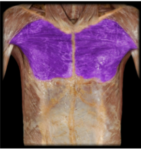 <p>Name this muscle and it’s blood supply </p>