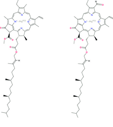 <p>Green colored pigments that absorbed light present on the membrane of thylakoid organelles. On a molecular level these are amphipathic and have their hydrophilic end bonded to the hydrophilic outside of the thylakoids phospholipid bilayer and their hydrophobic end bonded to the inside of the thylakoids phospholipid bilayer.</p><p>The picture attached shows 2 different forms of _______ on a molecular level. ______ a is responsible for both P680 and P700 special pairs. These are composed of 2 ______ molecules as the name suggests.</p><p>P680 (named due to absorbing optimal light of wavelength 680nm) is involved in photosynthesis and light dependent reactions. It has electrons which become excited through absorption of photons and make their way down molecules. As this occurs H+ cations are able to move into the stroma within a thylakoid.</p><p>This creates a concentration gradient with lower concentration outside the cell and through ATP synthase, H+ cations move to the outside of the cell and as a consequence ATP is produced from ADP and a phosphate group.</p><p>P700 (named due to absorbing optimal light of wavelength 700 nm) is involved also in light dependent reactions and photosynthesis. It reduces NADP+ into NADPH after which it absorbs 2 electrons from P680 that are travelling down molecules in order to reduce itself back into P700 from P700+. To neutralize NADP+ into NADPH it carries out the process of releasing 2 electrons that reduce NADP+ in order to give NADP+ 2 electrons that it can then use to grab a hydrogen cation within the stroma.</p>