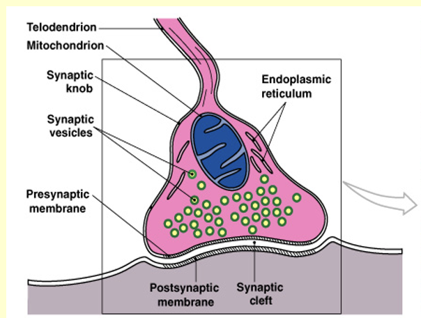 With chemical messenger via synapses 
- Acetylcholine
- Amino acids (glutamate, GABA)
- Biogenic amines (serotonin, dopamine, adrenaline)
These substances are in de axons (presynaptic) in vesicles and released after an electric stimulus via exocytose

Via gap junctions 