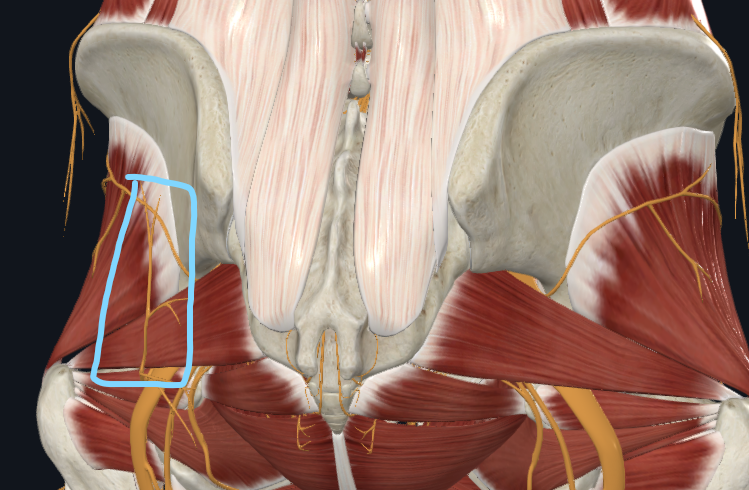<p>What nerve is this</p>
