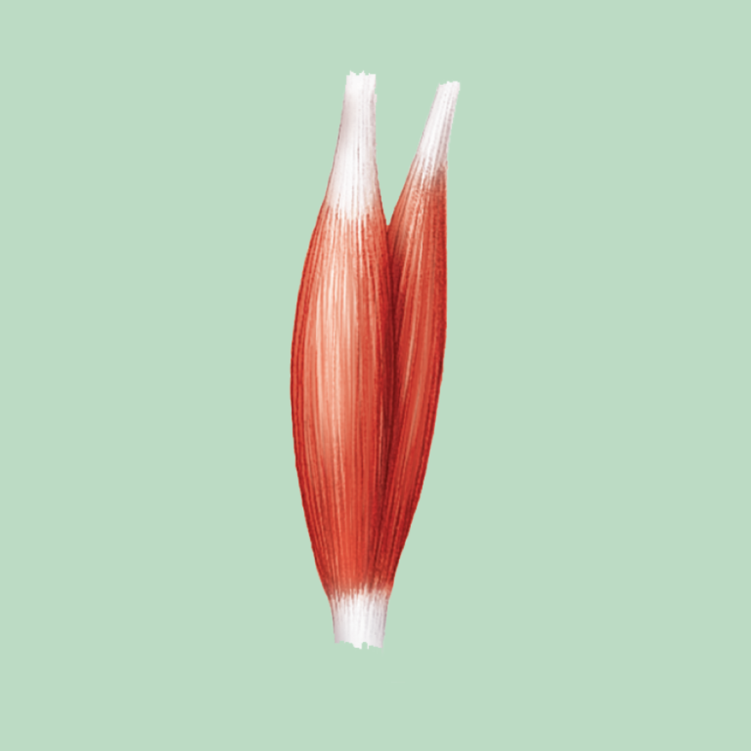 <p><strong>Muscle Shapes / Fascicle Arrangement</strong></p><ul><li><p>fascicles lie parallel to the long axis of the muscle. The belly of the muscle is larger in diameter than the ends</p></li><li><p>Ex: Biceps bracii (two-headed; shown), Triceps brachii (three-headed)</p></li></ul><p></p>