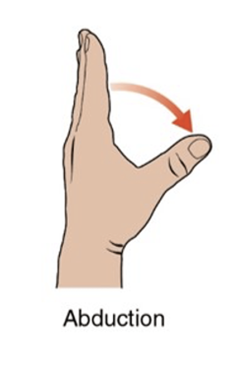 <ul><li><p>sagittal plane, frontal axis</p></li><li><p>movement of the thumb away from the palm</p></li><li><p>ROM: 0-70 degrees</p></li></ul><p></p>