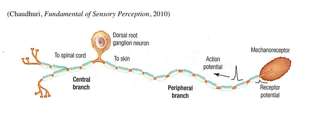 <p>neurons with peripheral and central axons - some touch receptors have specialized endings in the skin</p>