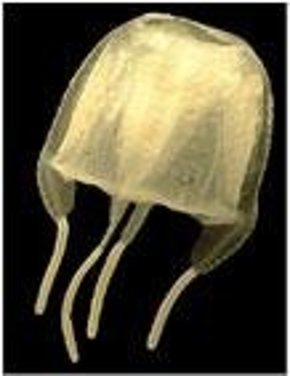 <p>Class of Cnidaria, includes box jellyfish.</p>