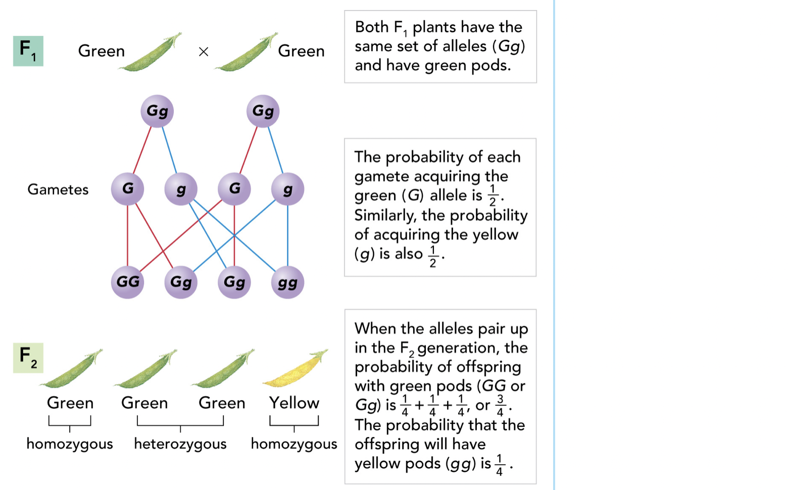 Example of probability being applied in genetics