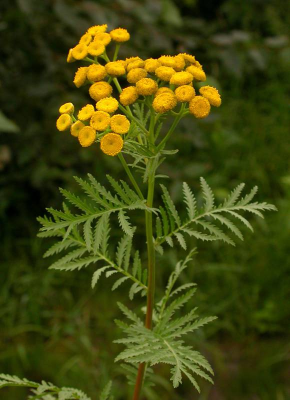 <p>Is this plant invasive and what is it called?</p>